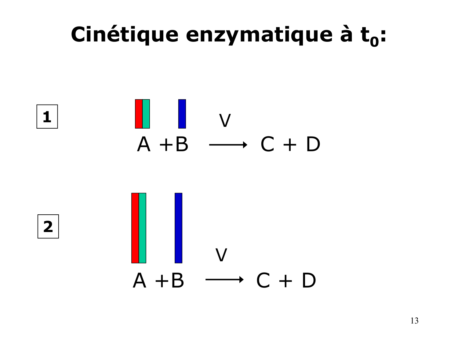 Enzymes I — réaction enzymatique page 13