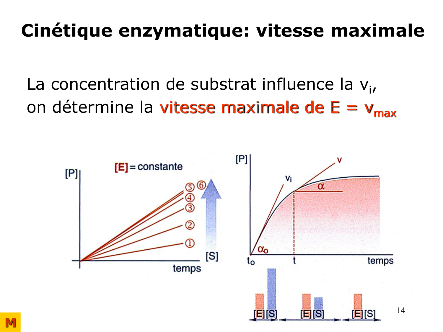 Enzymes I — réaction enzymatique page 14