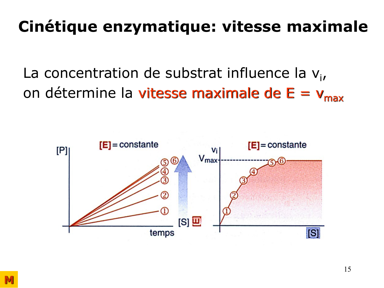 Enzymes I — réaction enzymatique page 15