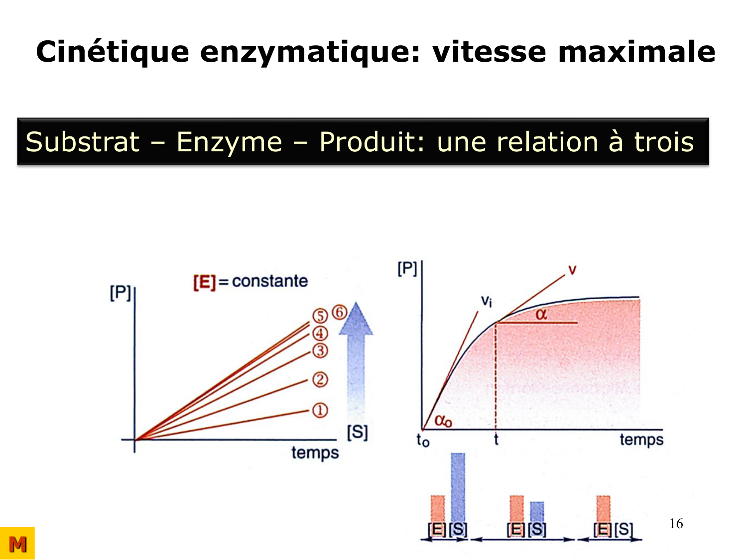 Enzymes I — réaction enzymatique page 16