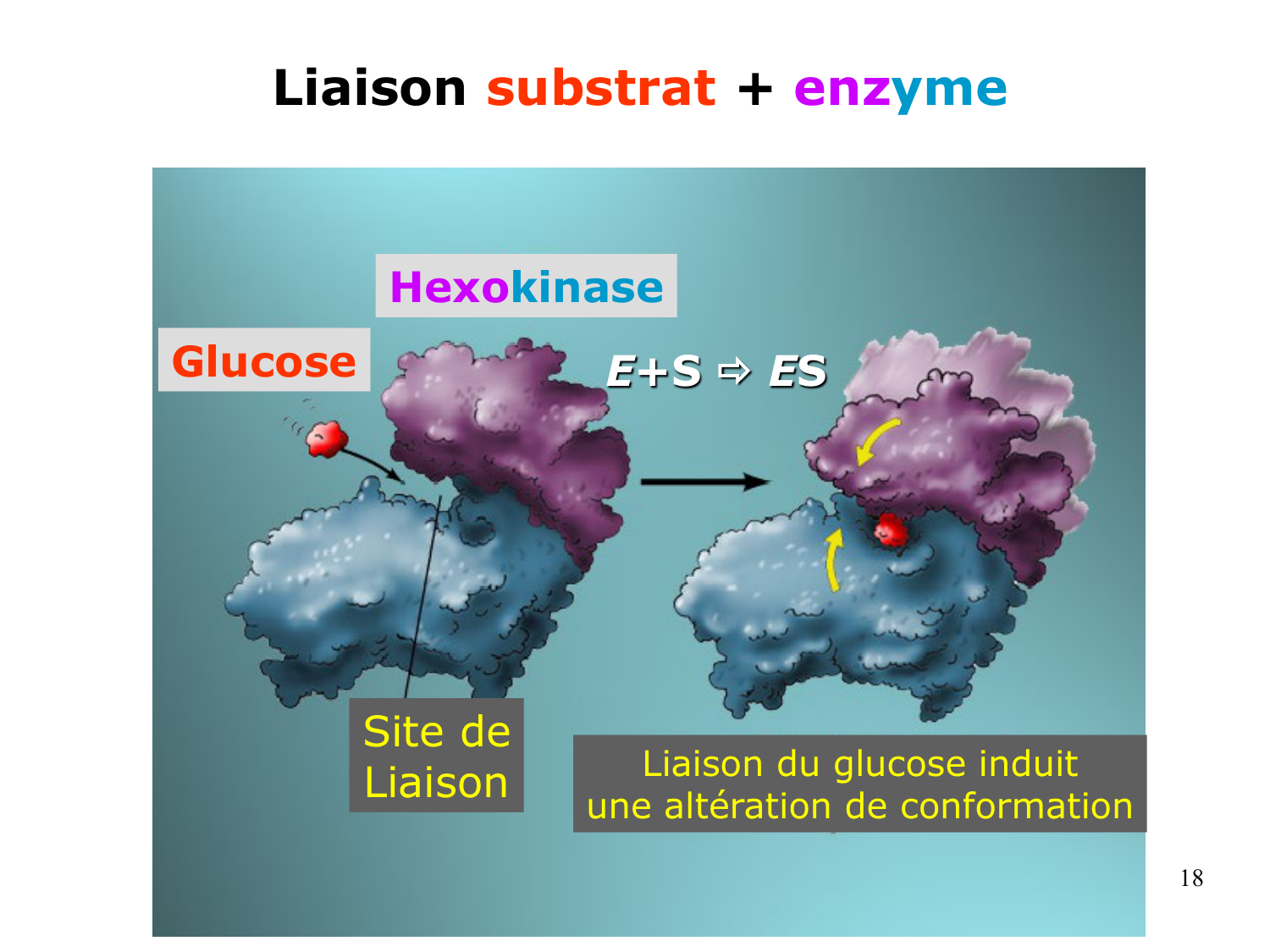 Enzymes I — réaction enzymatique page 18