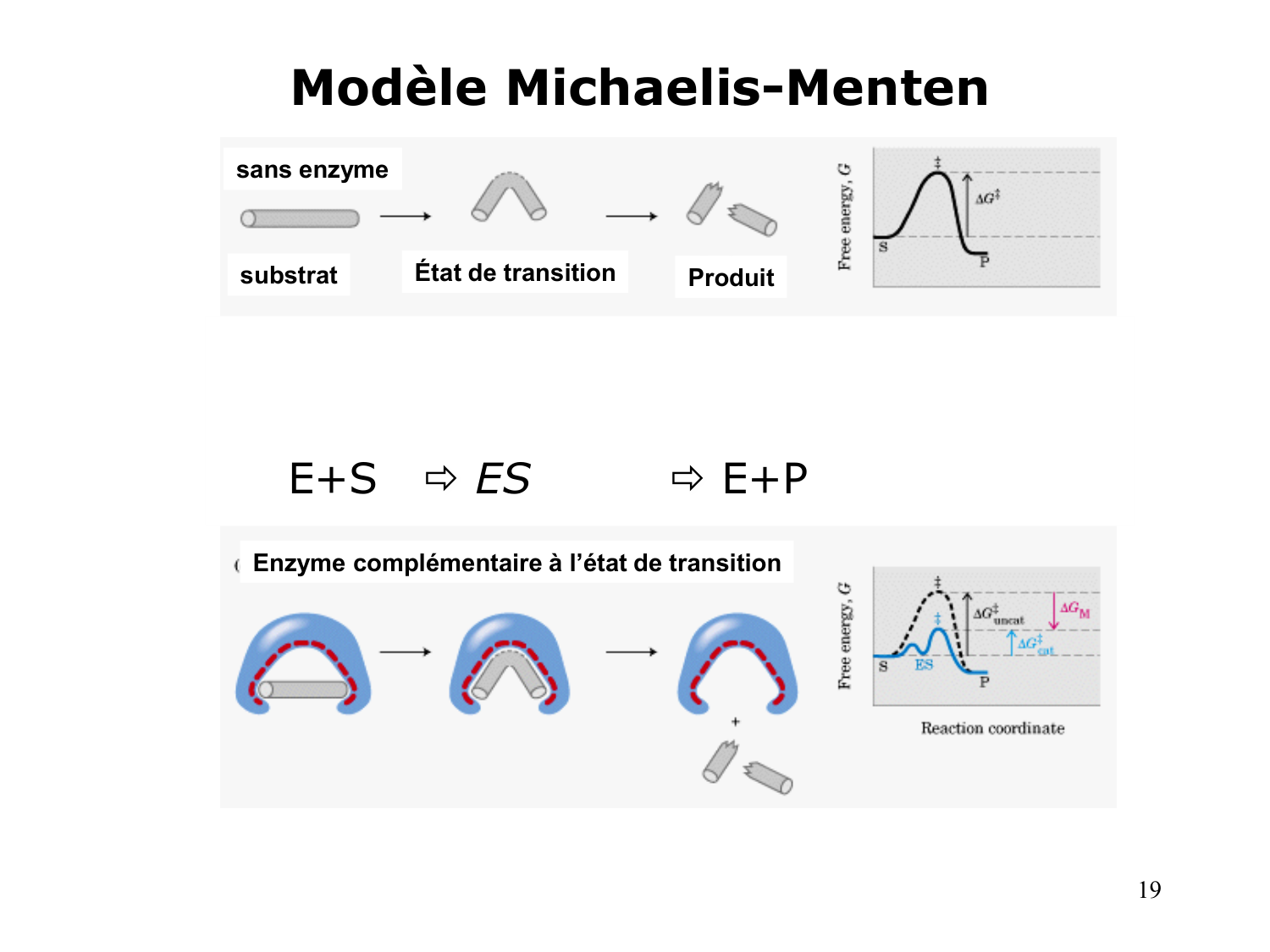 Enzymes I — réaction enzymatique page 19