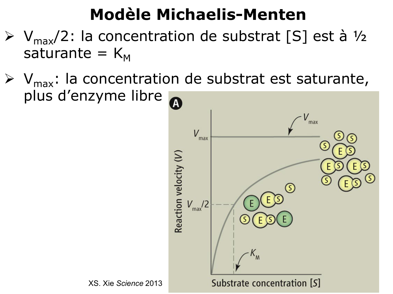 Enzymes I — réaction enzymatique page 25