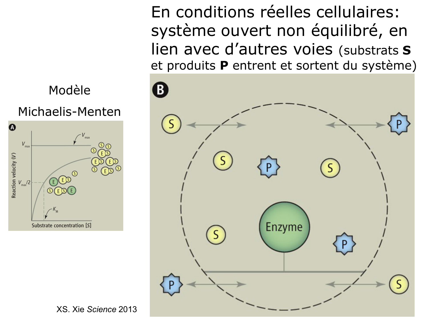 Enzymes I — réaction enzymatique page 26
