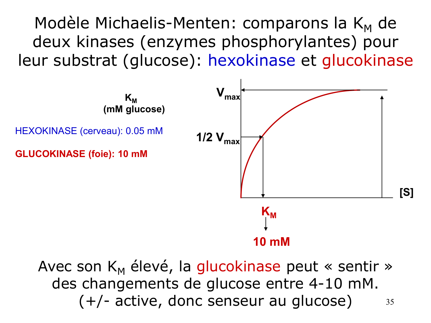 Enzymes I — réaction enzymatique page 35