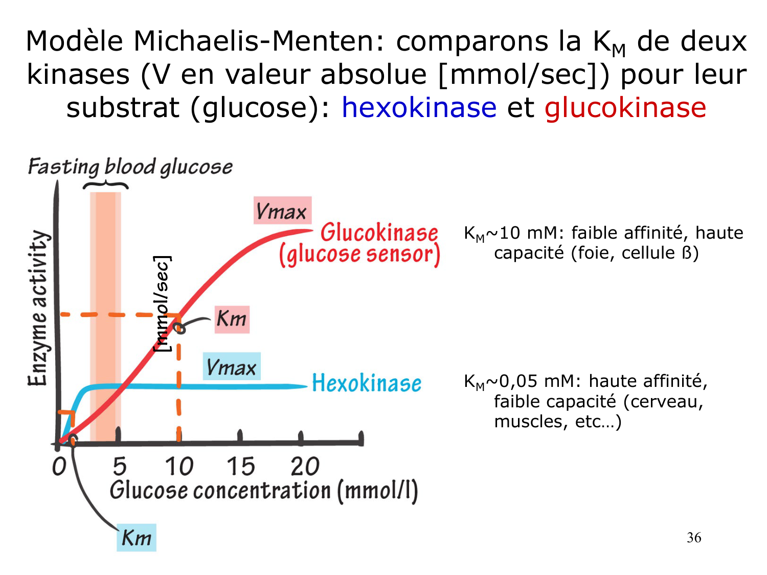 Enzymes I — réaction enzymatique page 36