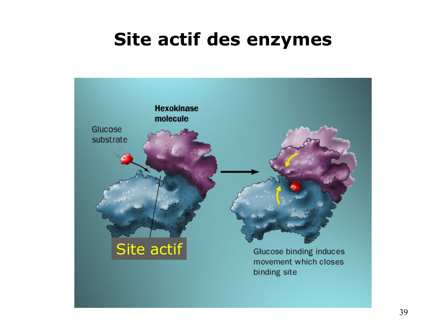 Enzymes I — réaction enzymatique page 39