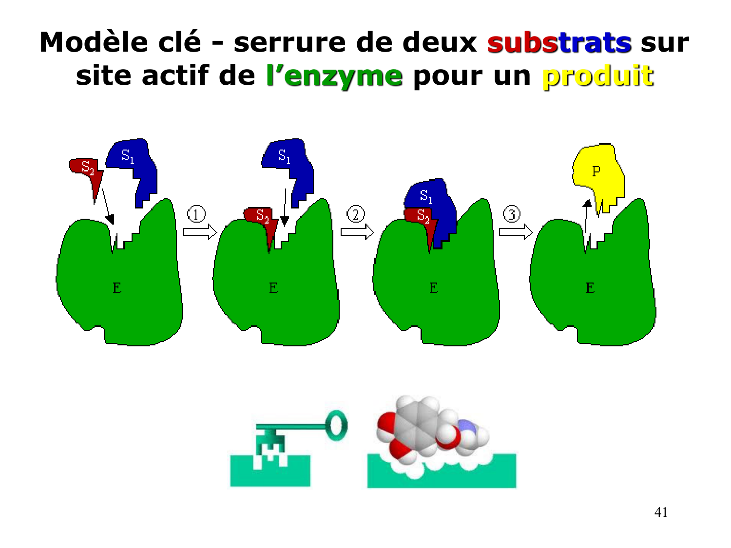 Enzymes I — réaction enzymatique page 41