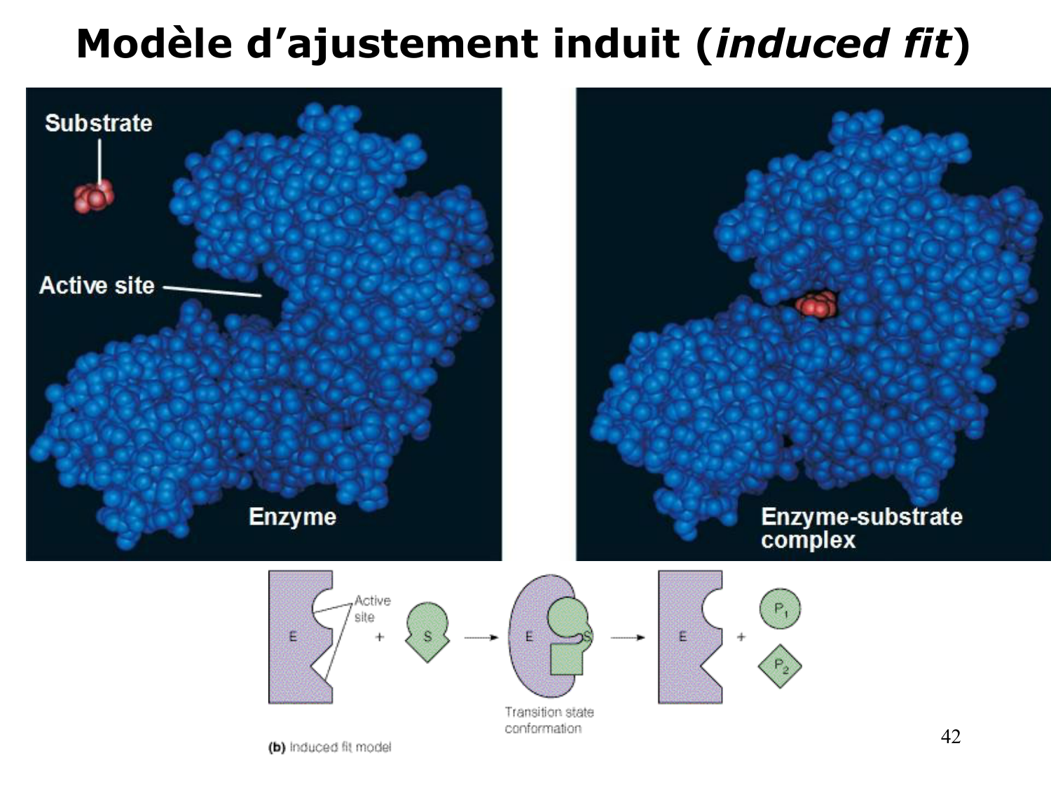 Enzymes I — réaction enzymatique page 42