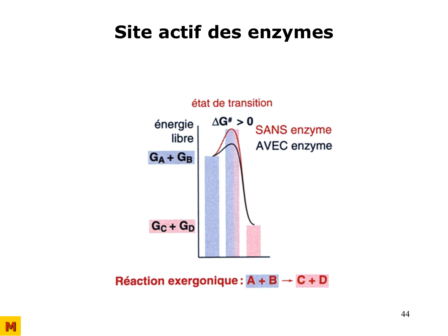Enzymes I — réaction enzymatique page 44