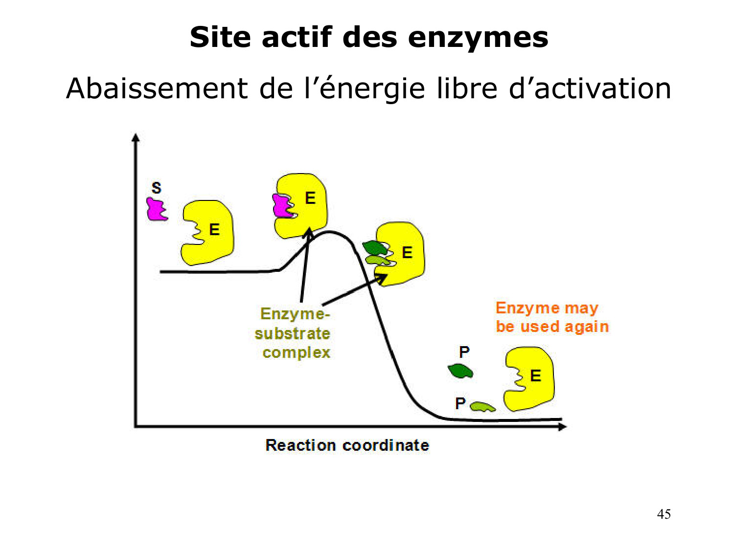 Enzymes I — réaction enzymatique page 45