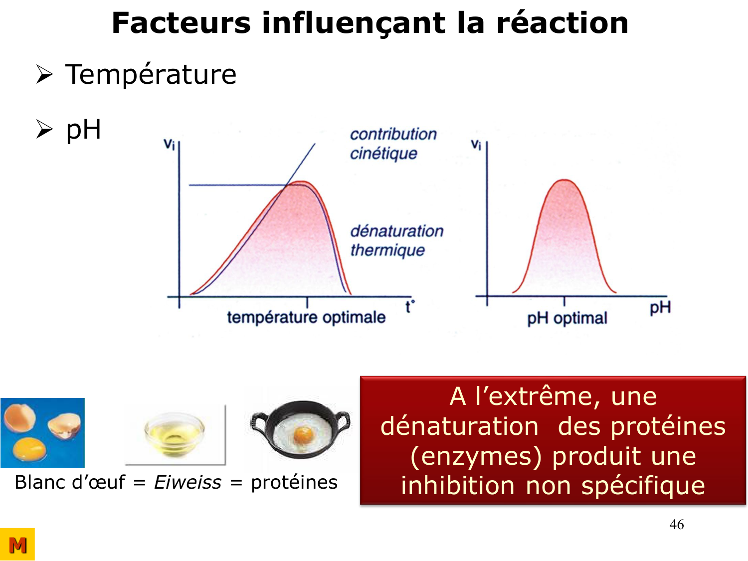 Enzymes I — réaction enzymatique page 46