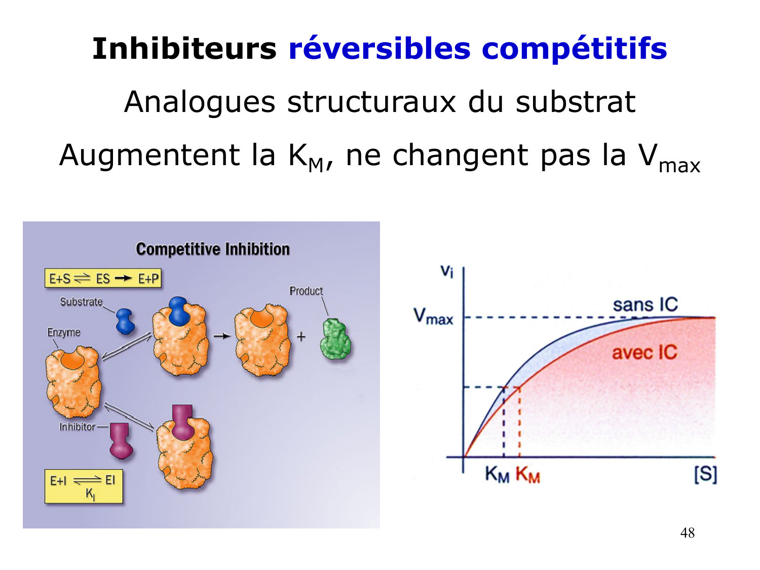 Enzymes I — réaction enzymatique page 48