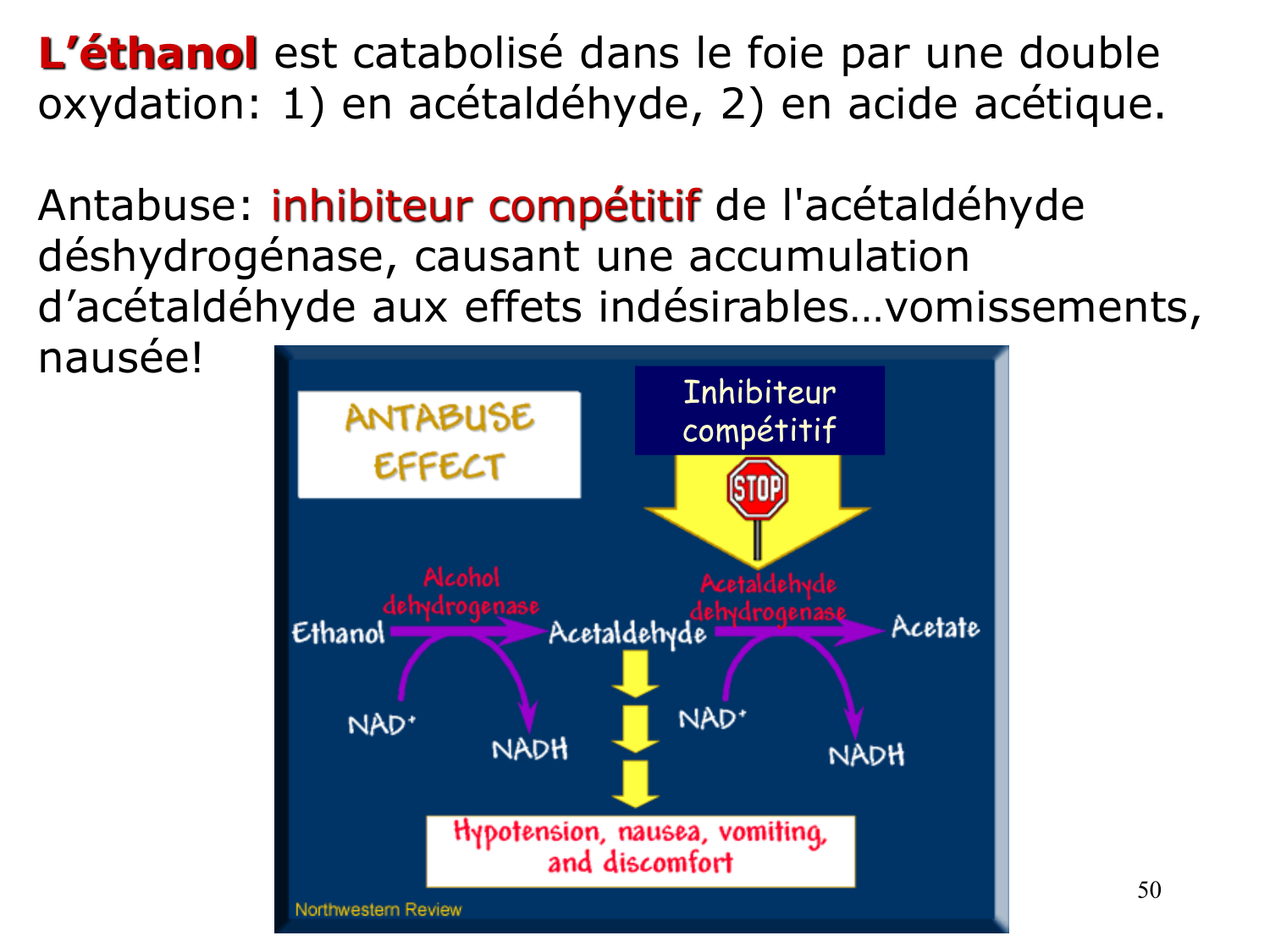 Enzymes I — réaction enzymatique page 50