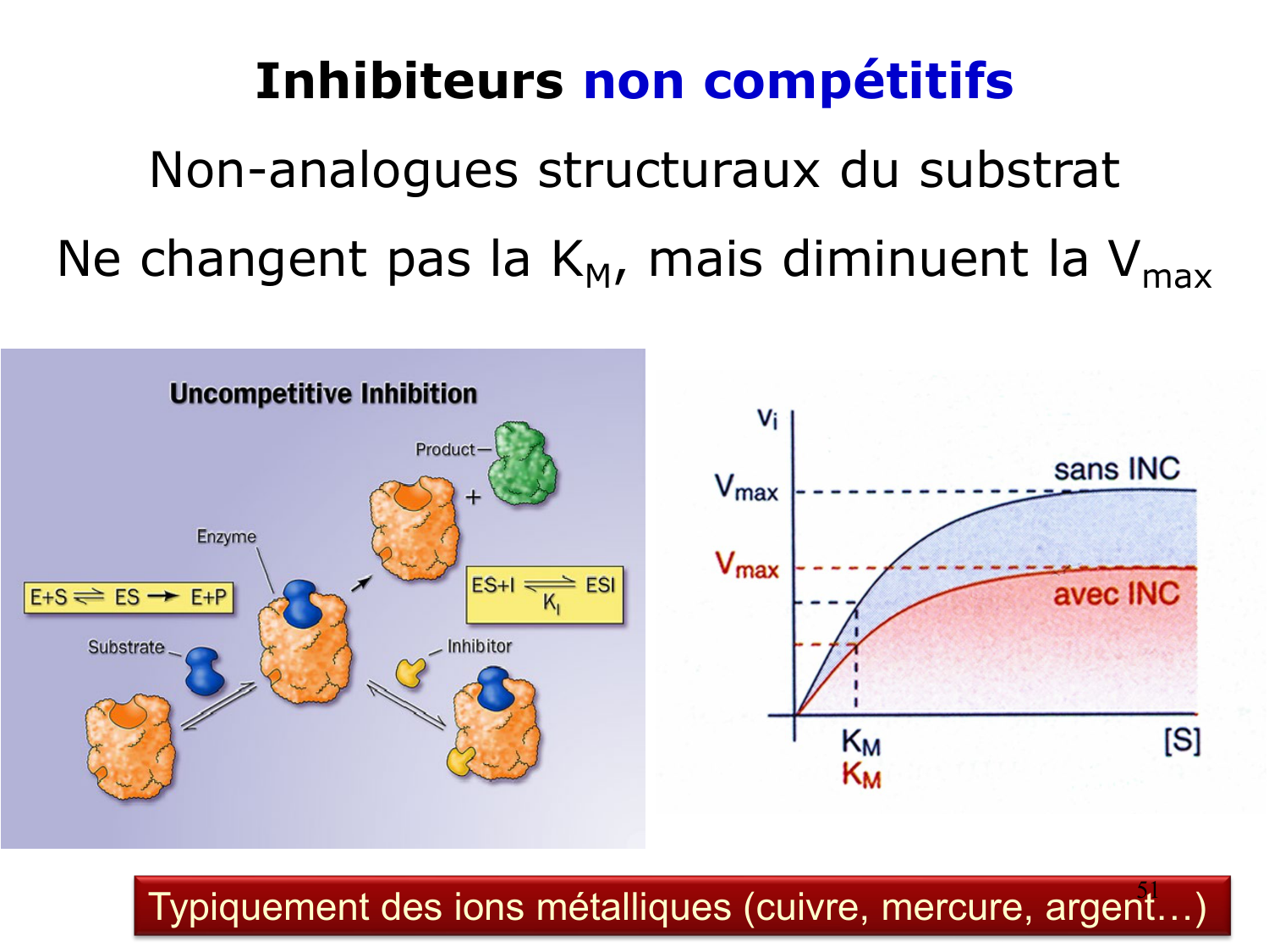 Enzymes I — réaction enzymatique page 51