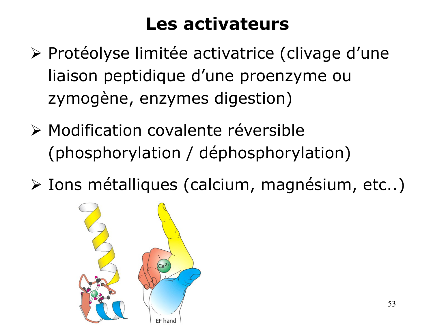 Enzymes I — réaction enzymatique page 53