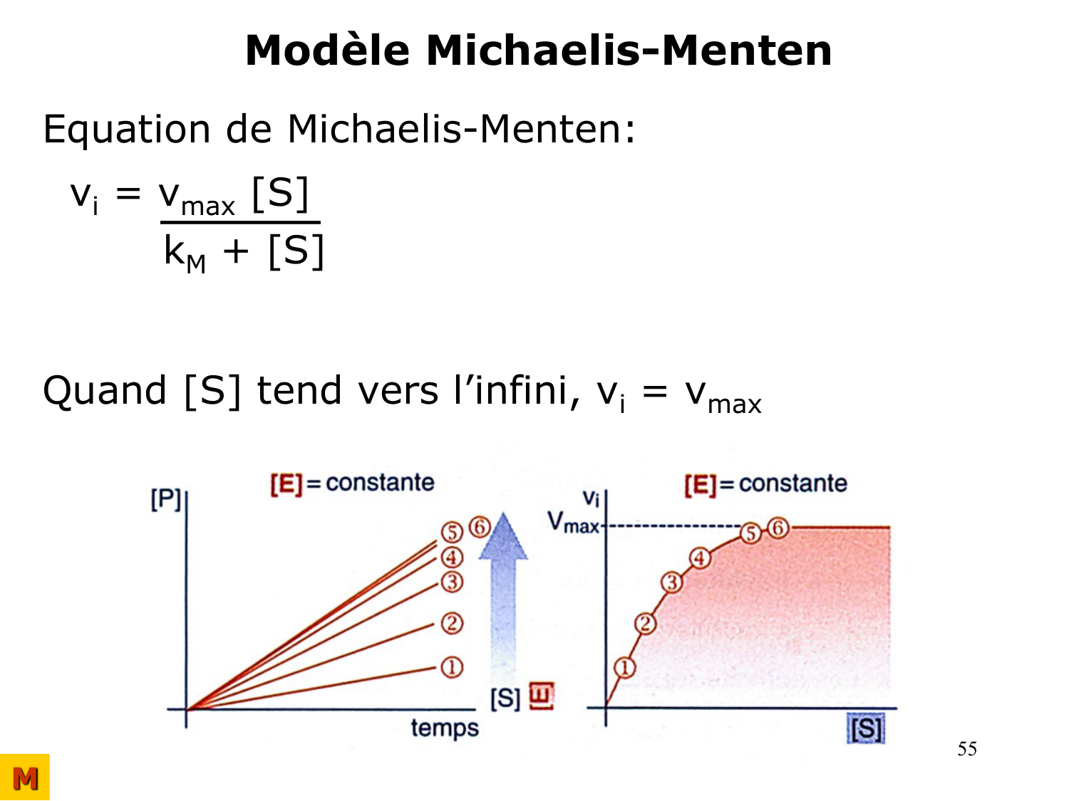Enzymes I — réaction enzymatique page 55