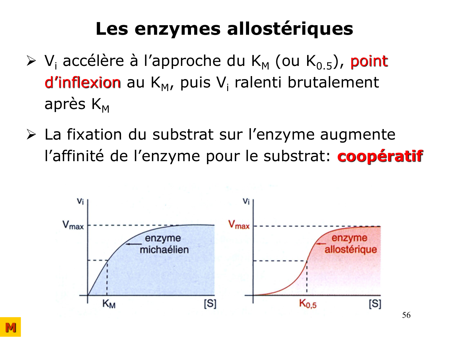Enzymes I — réaction enzymatique page 56