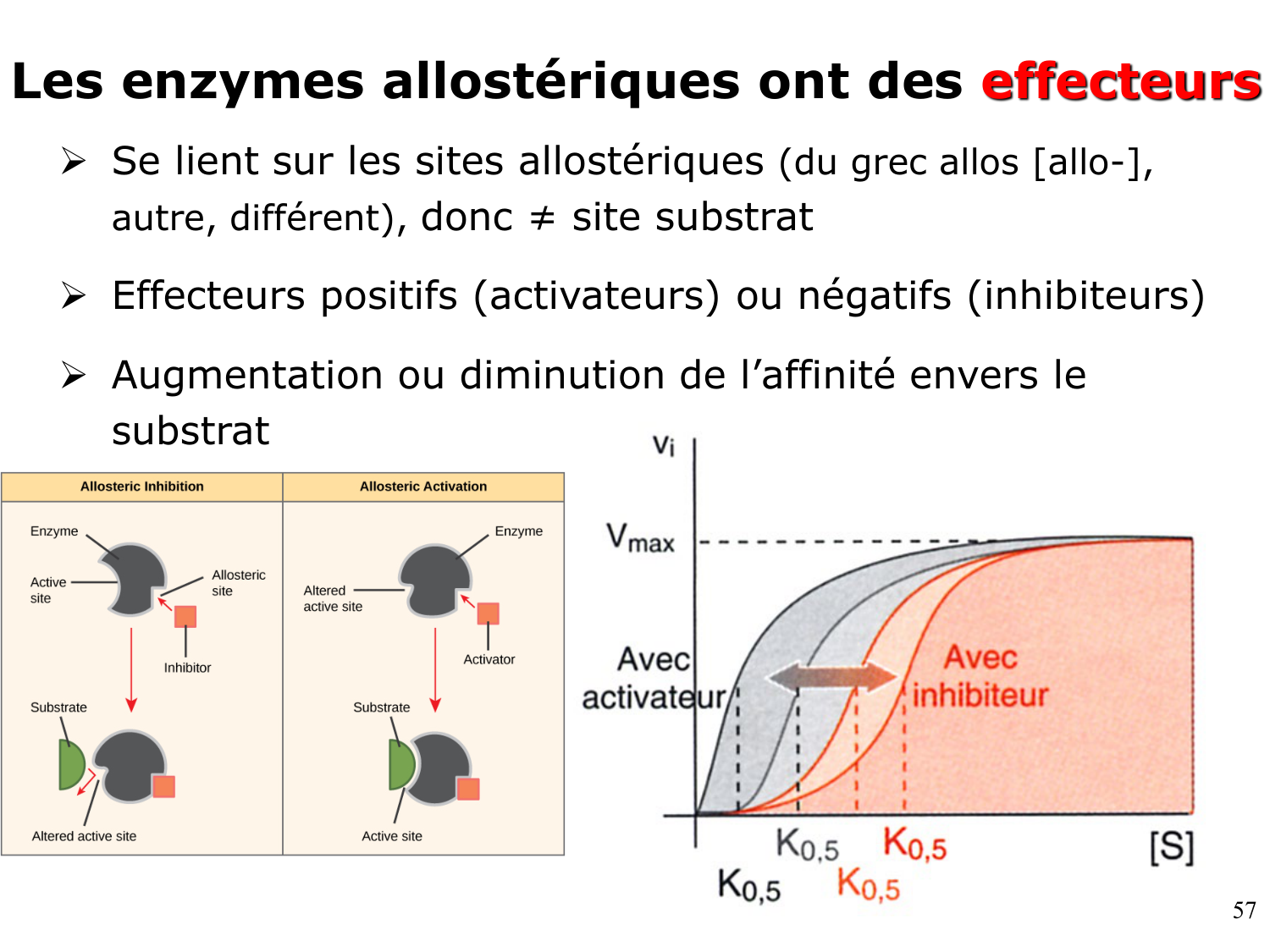 Enzymes I — réaction enzymatique page 57