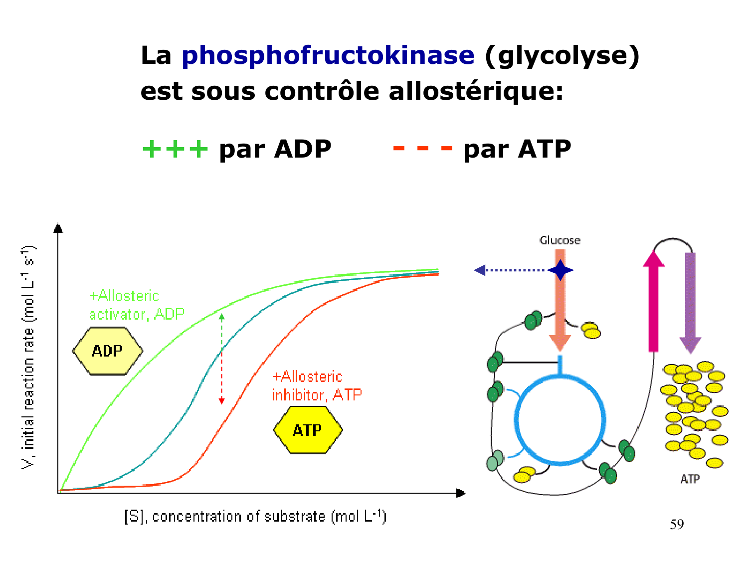Enzymes I — réaction enzymatique page 59