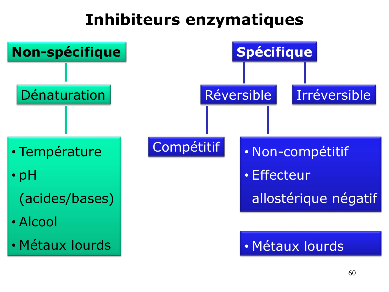 Enzymes I — réaction enzymatique page 60