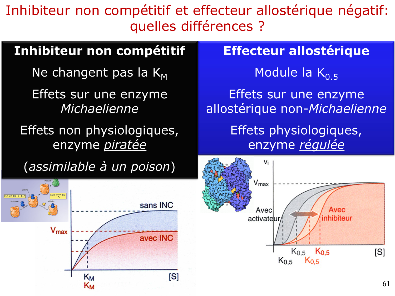 Enzymes I — réaction enzymatique page 61