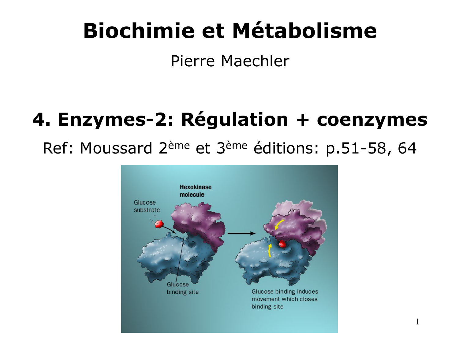 Enzymes II — régulation et coenzymes page 1