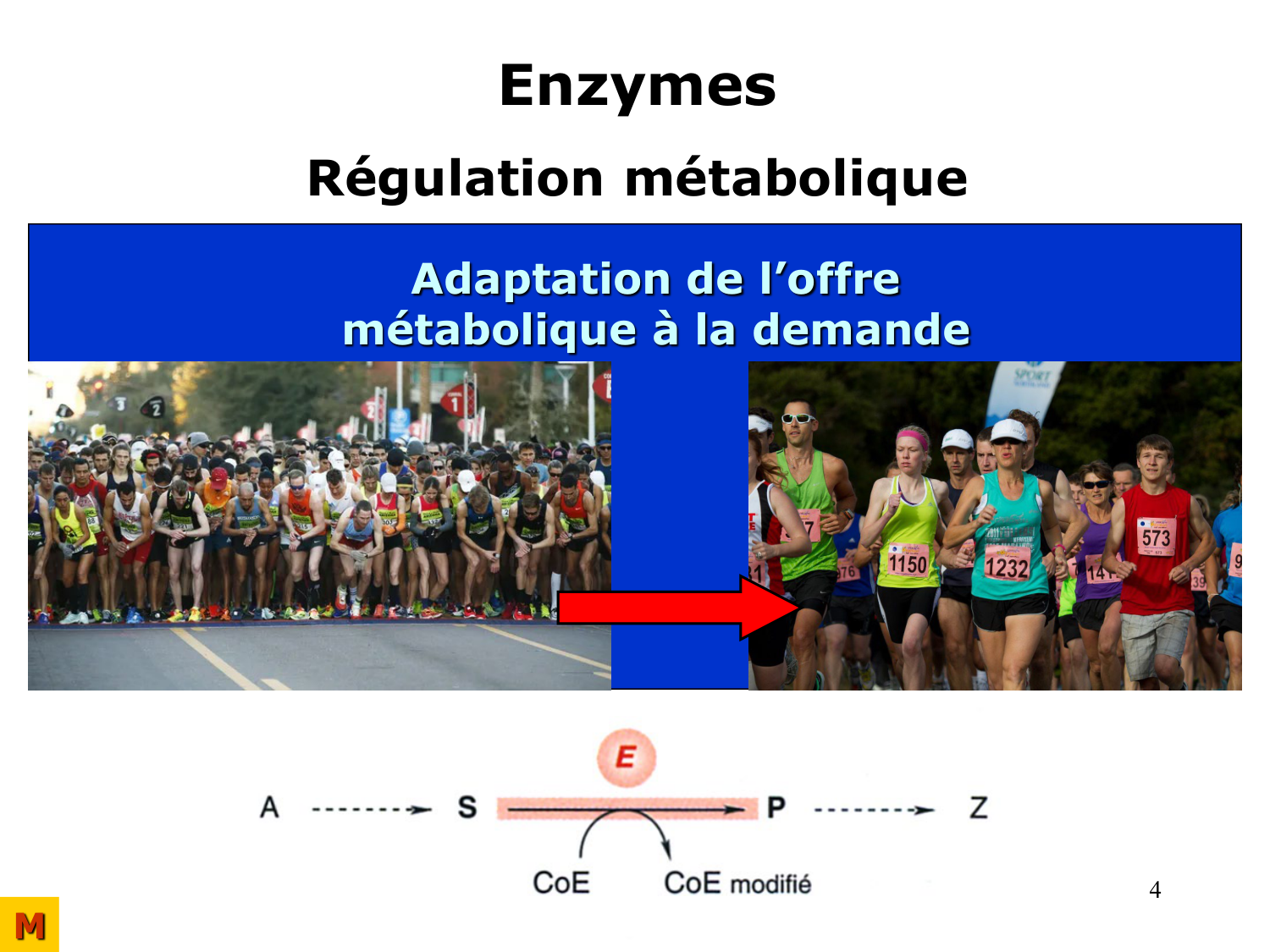 Enzymes II — régulation et coenzymes page 4