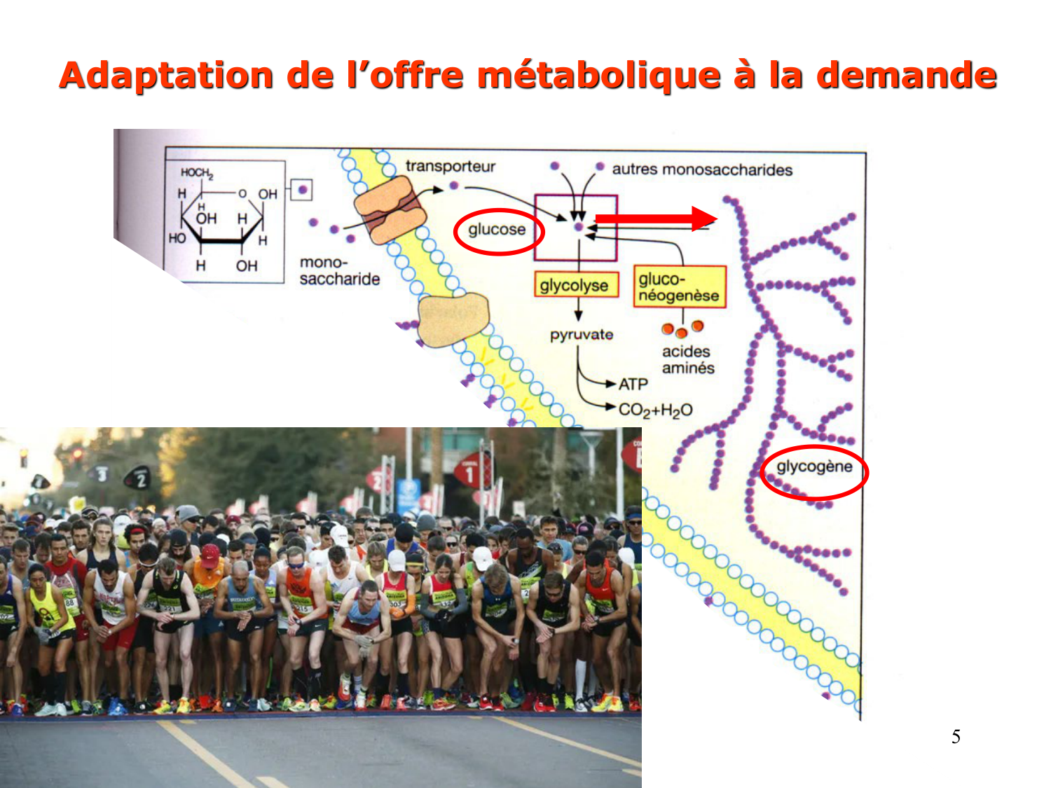 Enzymes II — régulation et coenzymes page 5