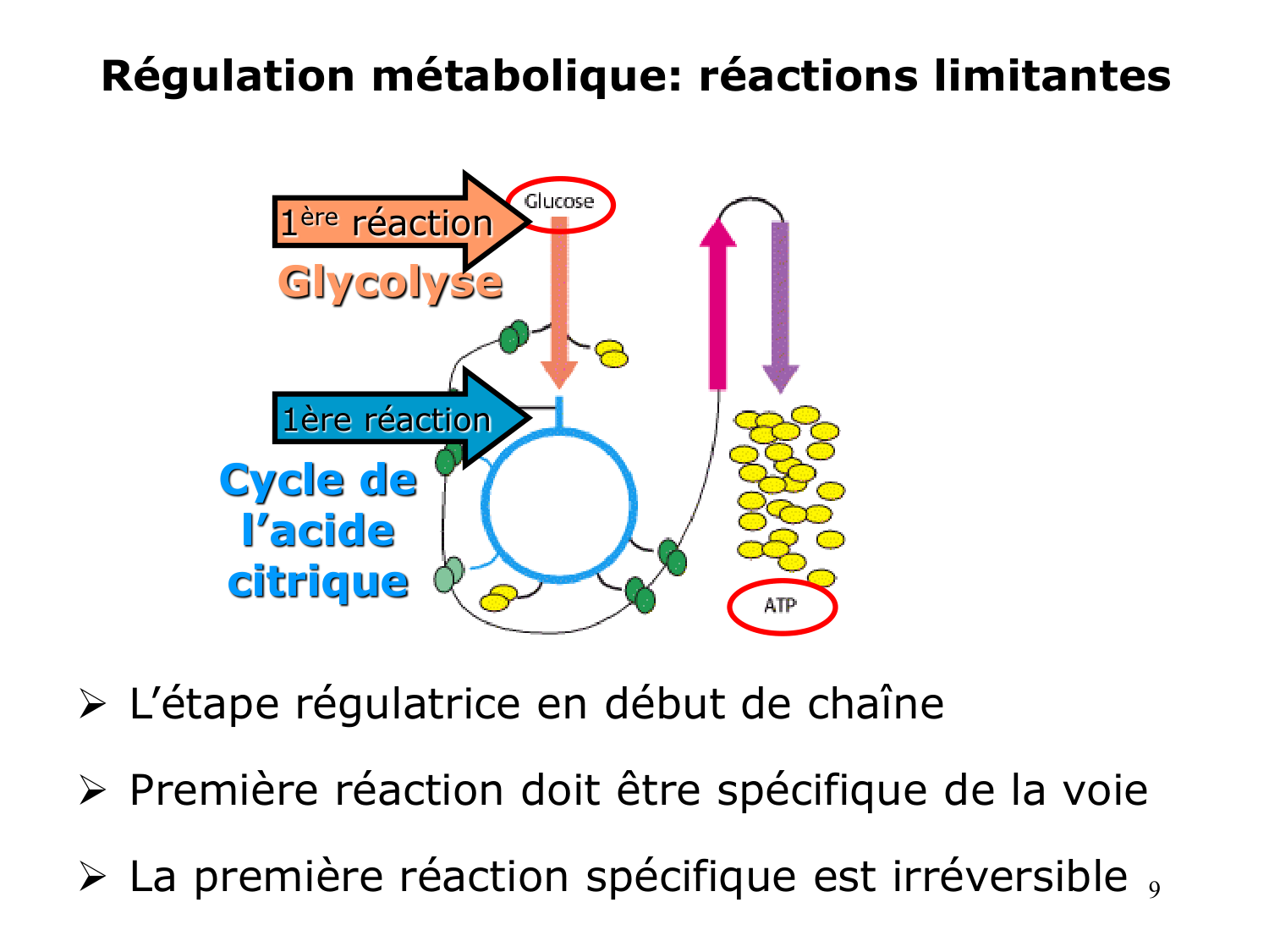 Enzymes II — régulation et coenzymes page 9