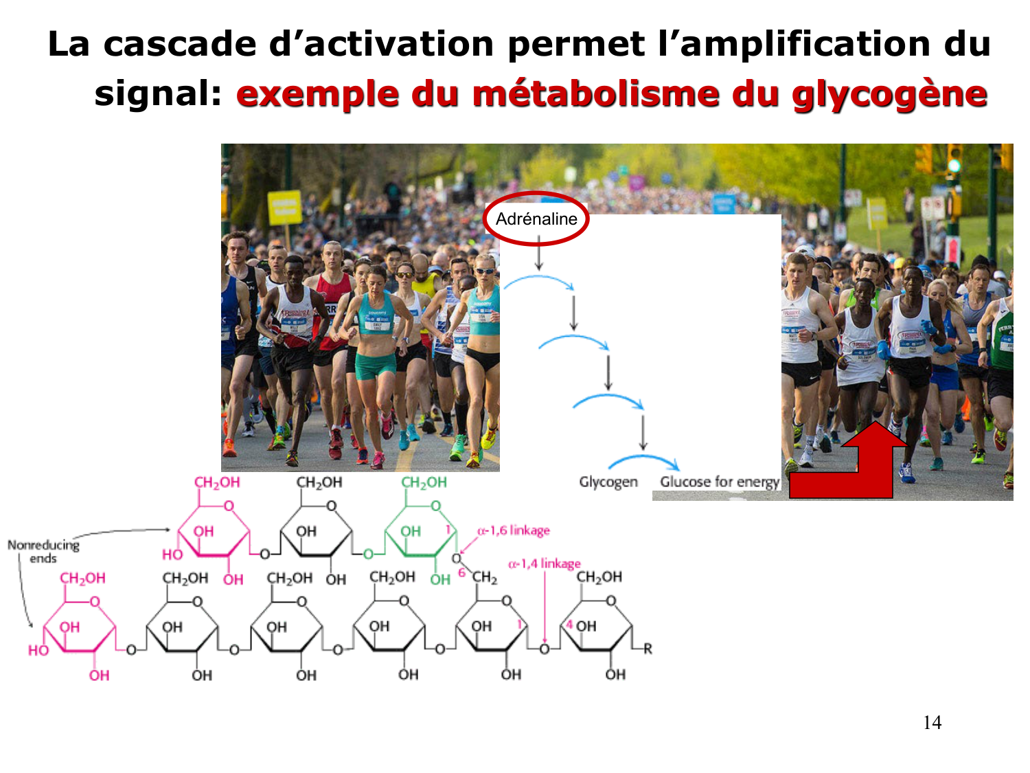 Enzymes II — régulation et coenzymes page 14
