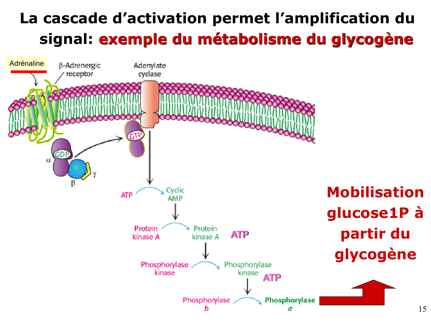 Enzymes II — régulation et coenzymes page 15