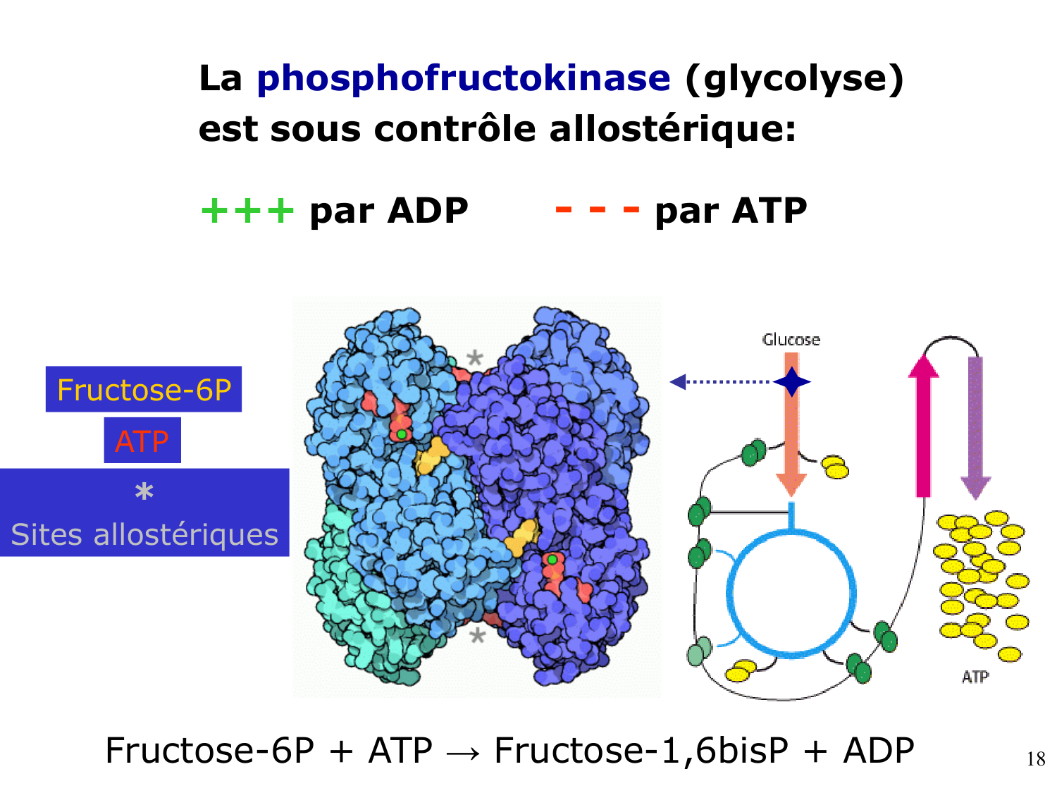 Enzymes II — régulation et coenzymes page 18