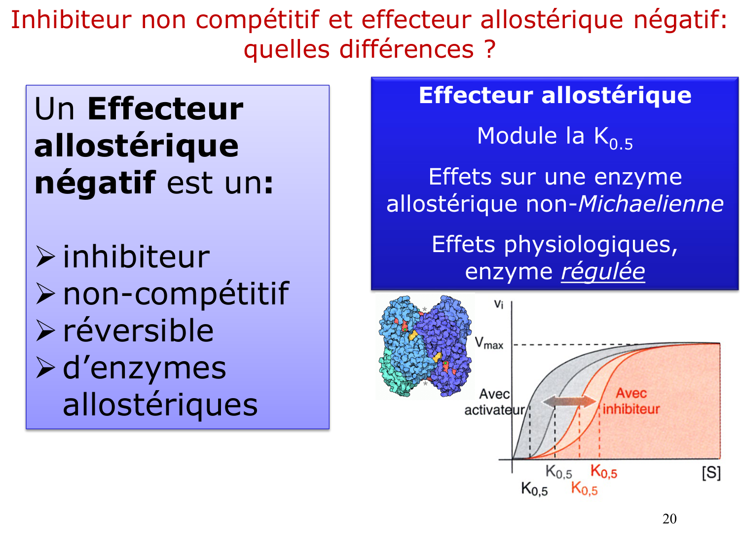 Enzymes II — régulation et coenzymes page 20