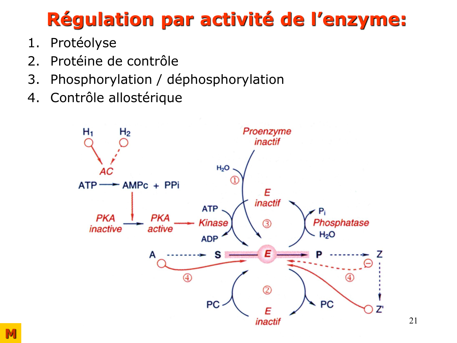 Enzymes II — régulation et coenzymes page 21