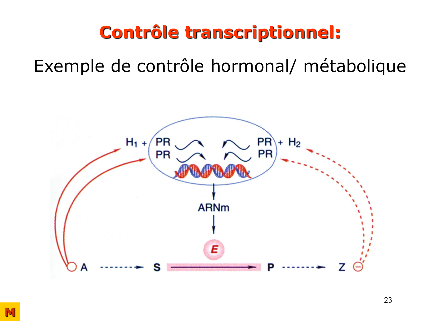 Enzymes II — régulation et coenzymes page 23