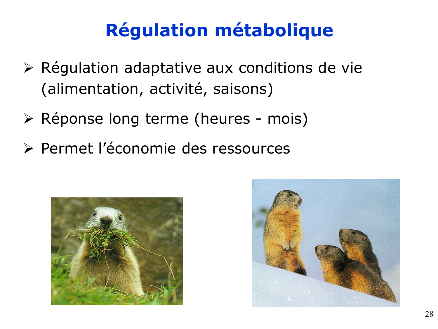 Enzymes II — régulation et coenzymes page 28