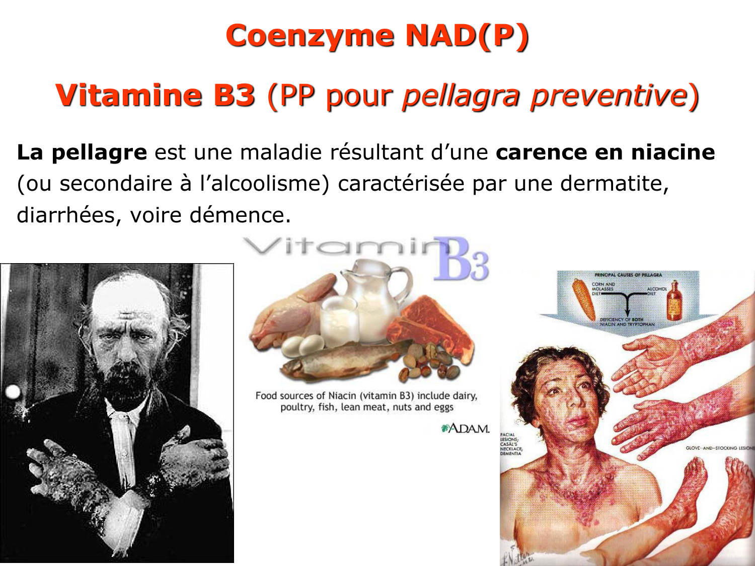Enzymes II — régulation et coenzymes page 40