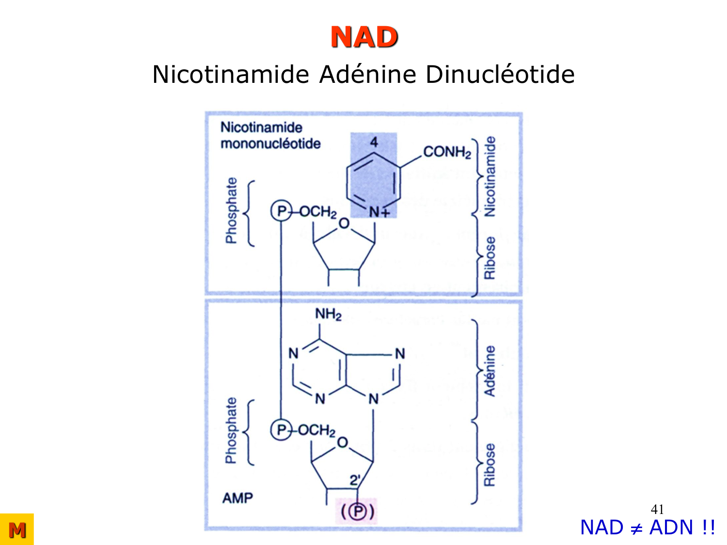 Enzymes II — régulation et coenzymes page 41