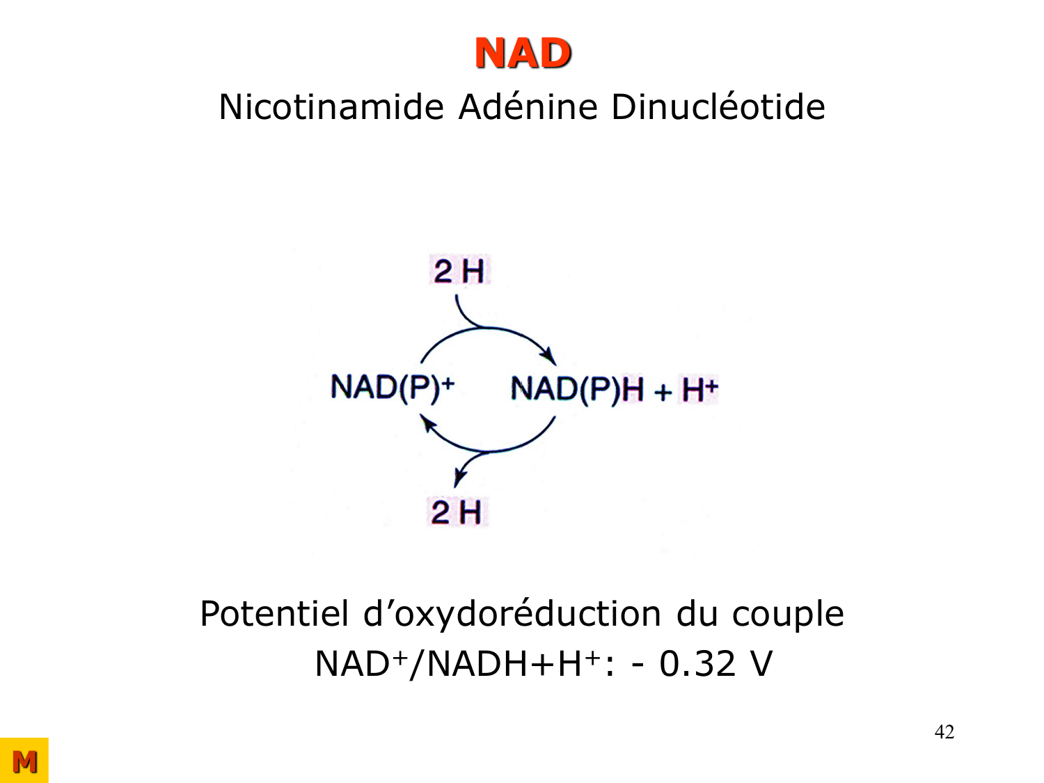 Enzymes II — régulation et coenzymes page 42
