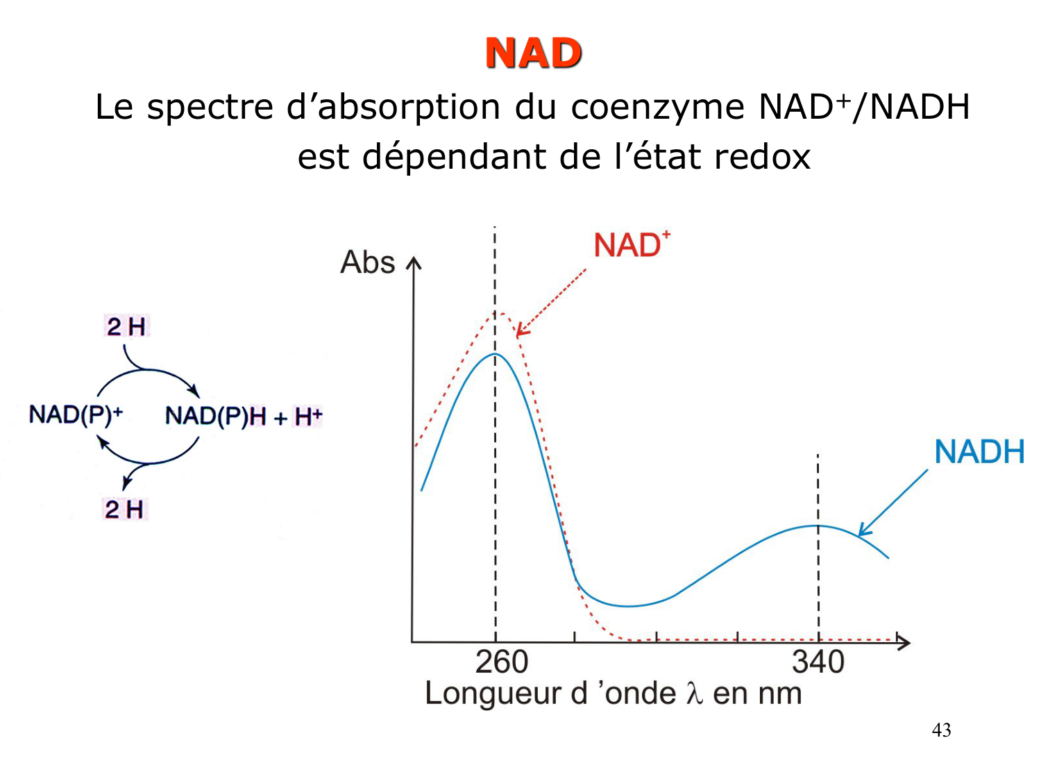Enzymes II — régulation et coenzymes page 43