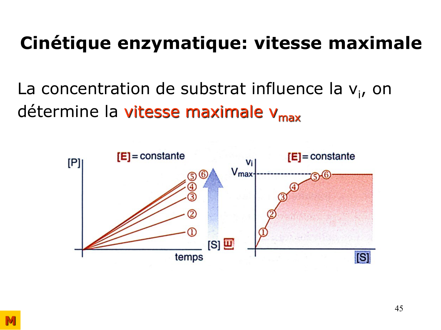 Enzymes II — régulation et coenzymes page 45