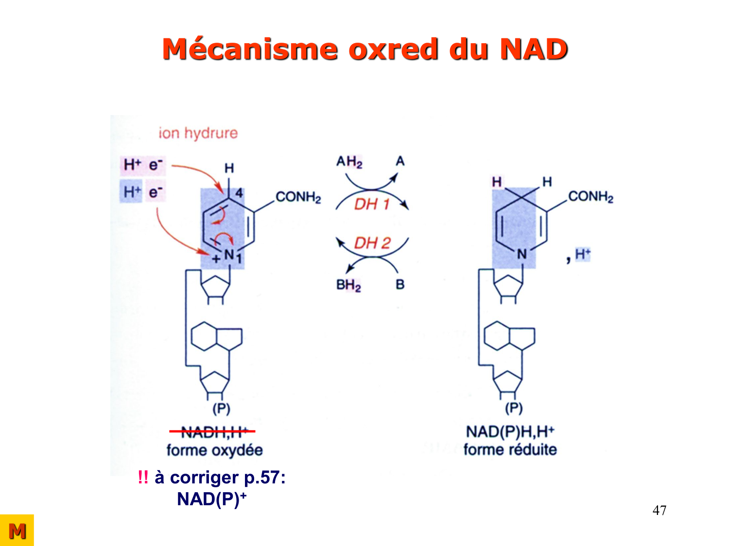 Enzymes II — régulation et coenzymes page 47