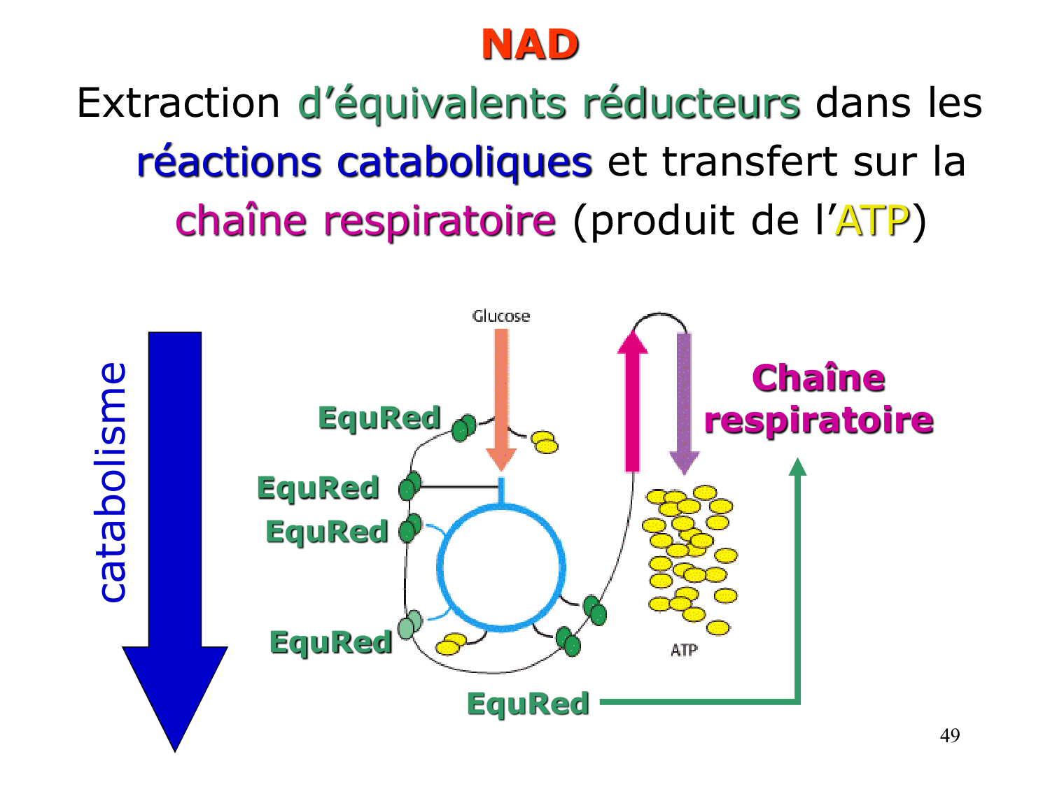 Enzymes II — régulation et coenzymes page 49