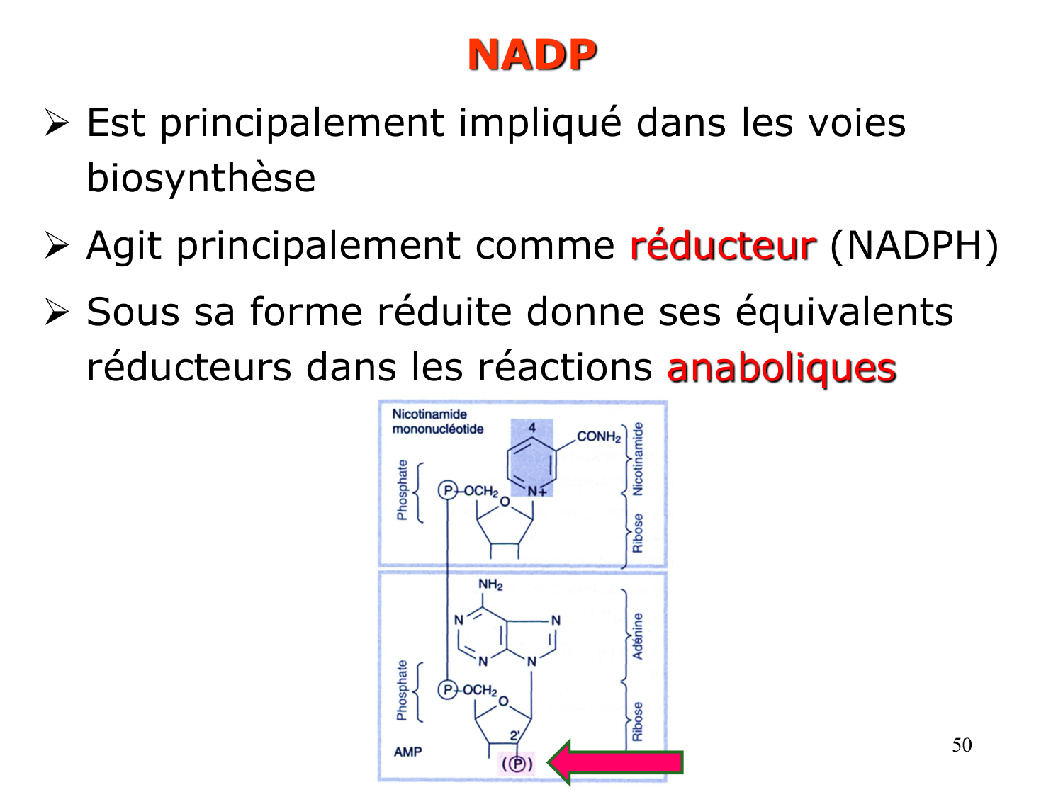 Enzymes II — régulation et coenzymes page 50