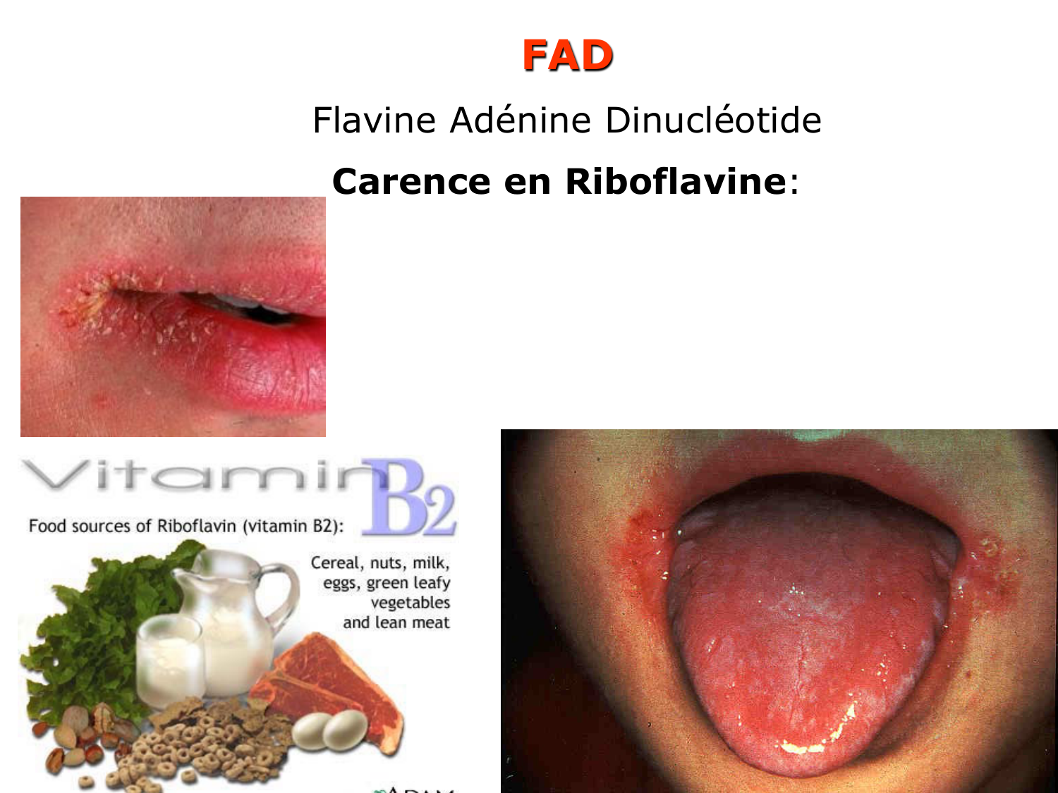 Enzymes II — régulation et coenzymes page 52