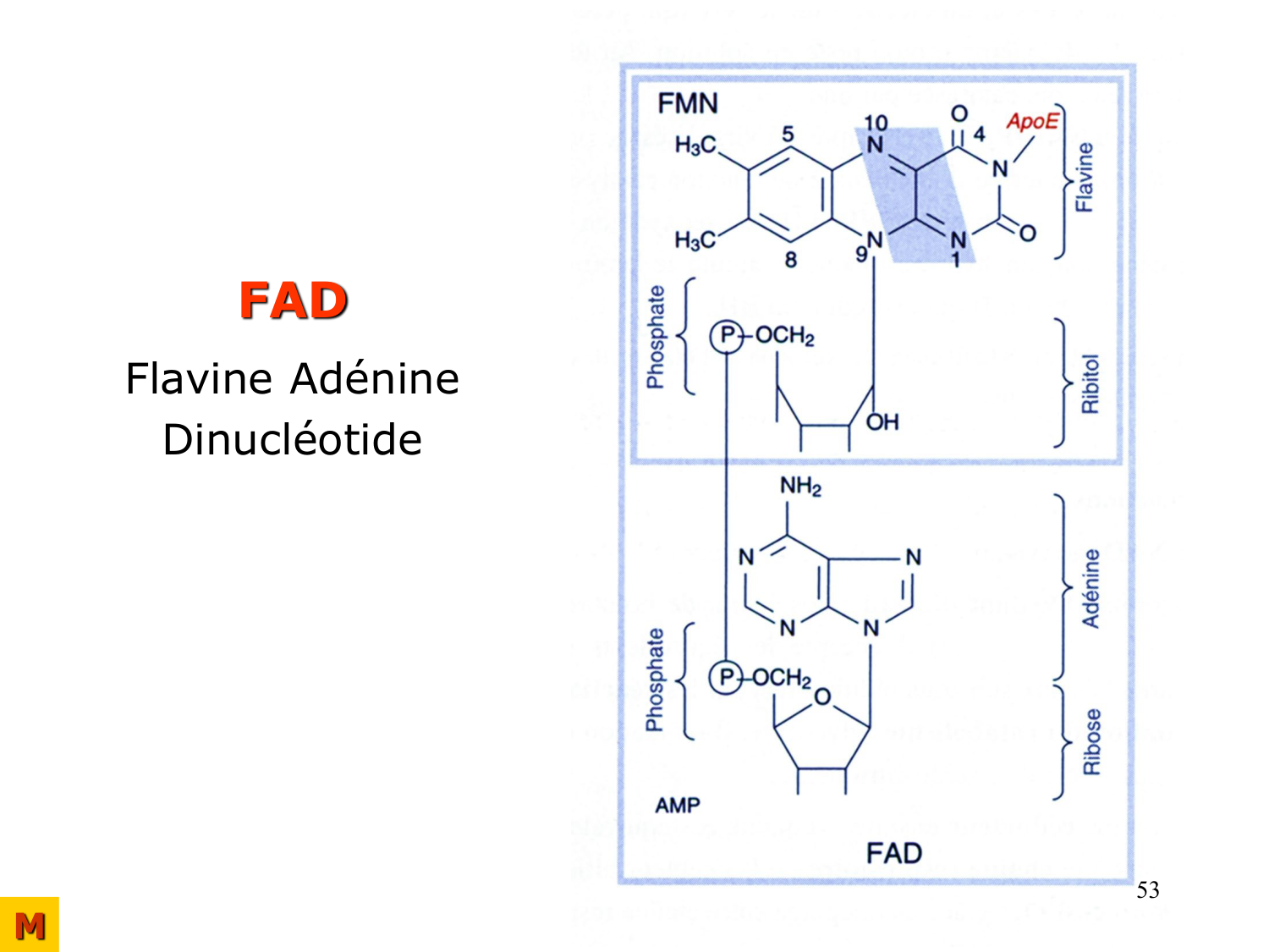 Enzymes II — régulation et coenzymes page 53