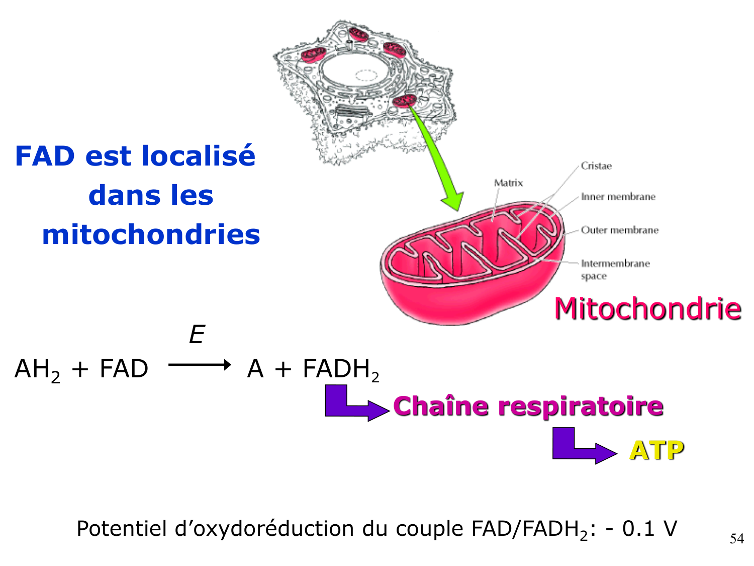 Enzymes II — régulation et coenzymes page 54