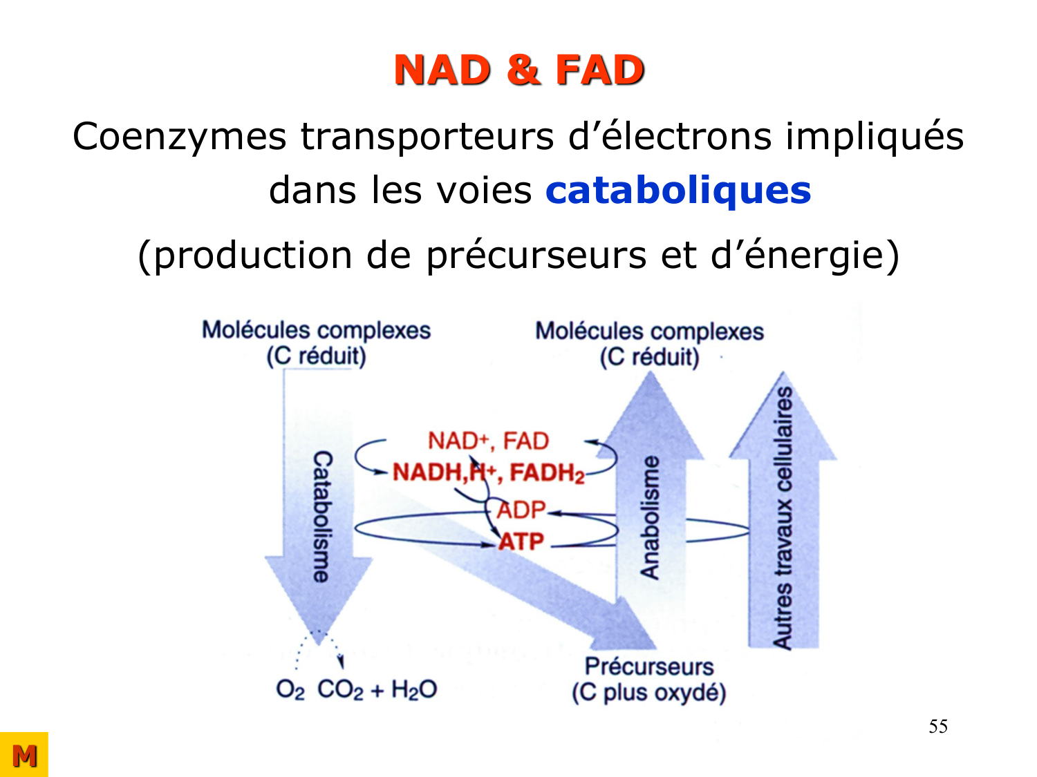 Enzymes II — régulation et coenzymes page 55