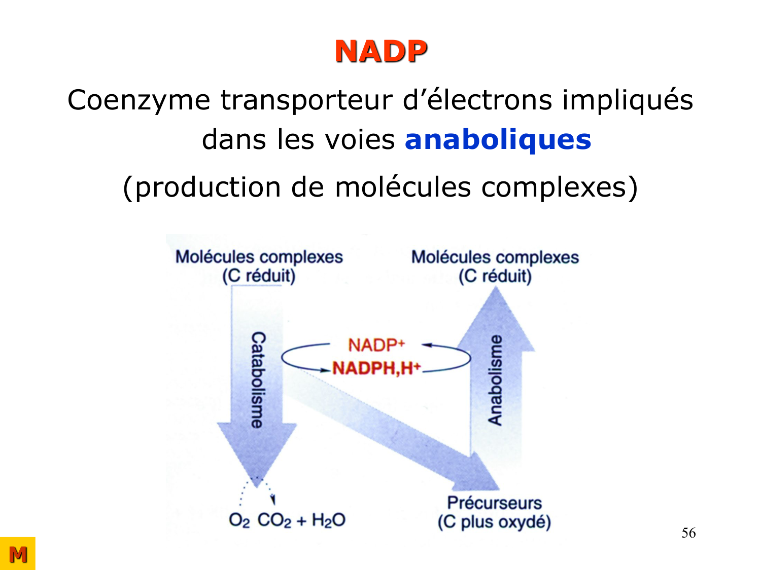 Enzymes II — régulation et coenzymes page 56